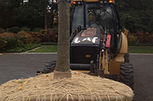 backhoe moving tree